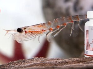 Krill Phytica